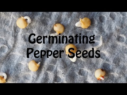 How to germinate pepper seeds