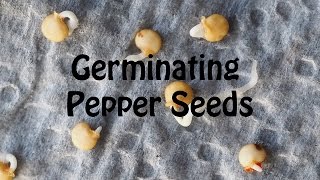 Starting Pepper Seeds Using Paper Towel Method Part 1