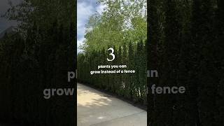 Best trees for creating a privacy screen #landscaping #trees #garden