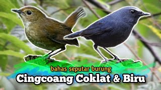 Download lagu Burung Cingcoang Coklat dan Cingcoang Biru‼️ bahas jenis burung kecil bersuara merdu mp3
