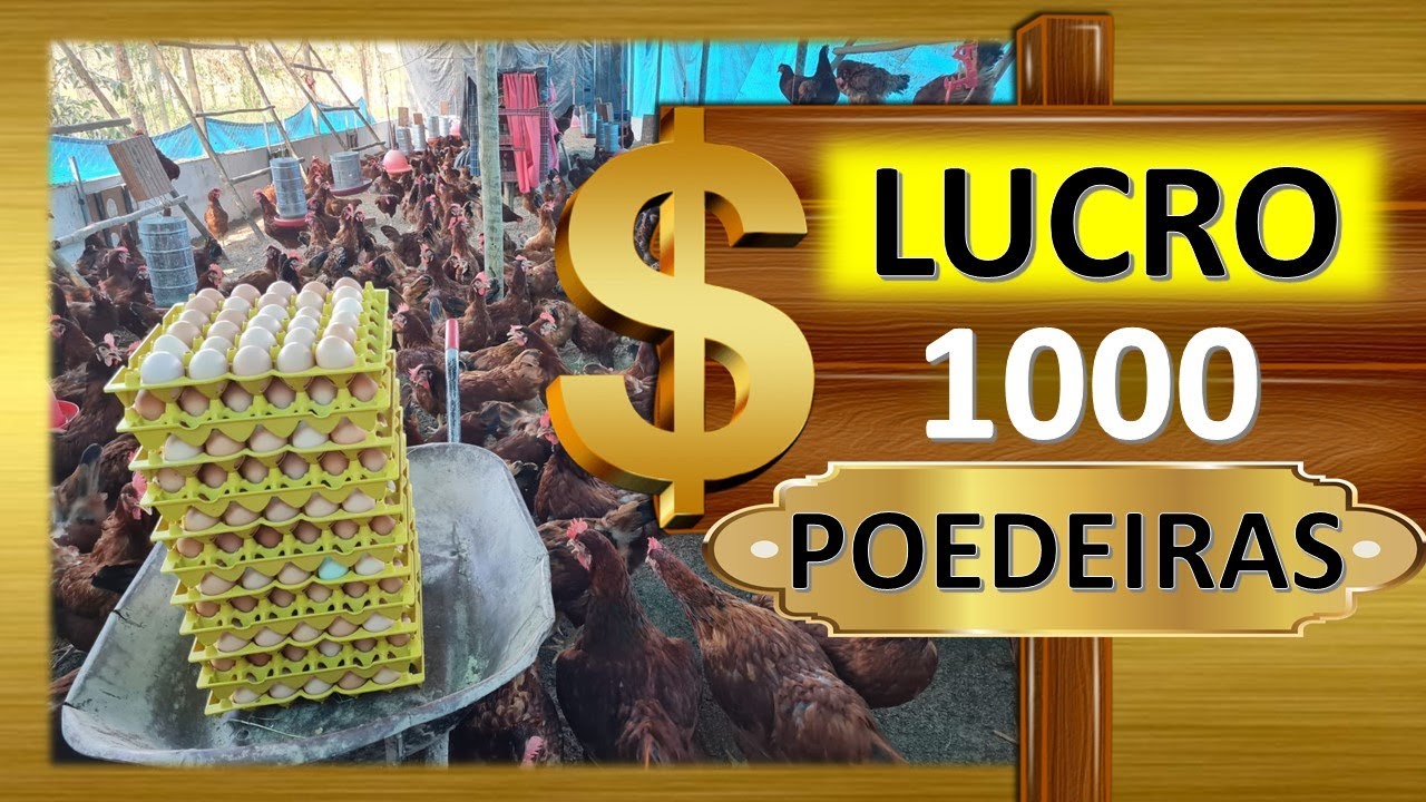 LUCRO com 1.000 galinhas poedeiras: + de R$10.000/mês, será 🤔