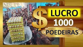 LUCRO com 1.000 galinhas poedeiras: + de R$10.000/mês, será 🤔