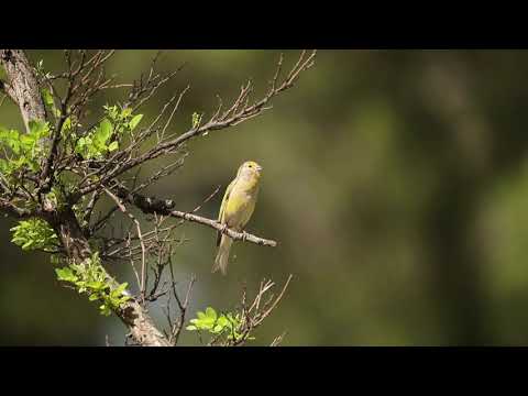 Syrian Serin singing