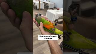 I Met a HUGE Senegal Parrot at Parrot Stars #amazing #birds