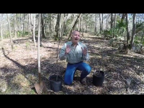 Planting trees for wildlife