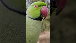 Download lagu cute Laila parrot 😘 parrot mitthu taking 🦜 parrottaking 😘 parrot mitthu taking #talkingparot mp3
