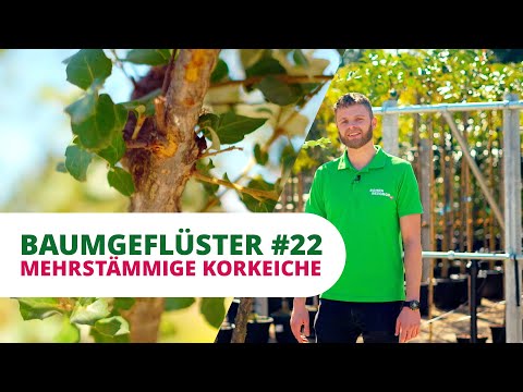 Baumgeflüster #22 | Die Mehrstämmige Korkeiche