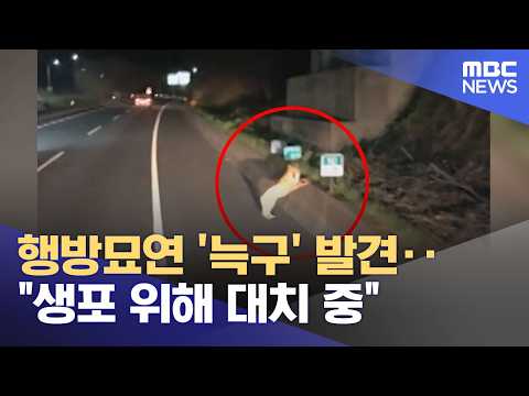 MBC 생포 위해 대치 중 보도