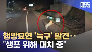 행방묘연 '늑구' 발견‥생포 위해 대치 중 (2026.04.14/뉴스투데이/MBC)