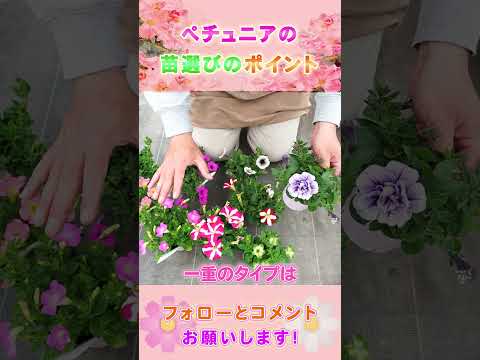  10月末までペチュニアの開花を促進して鑑賞するにはどうすればよいですか？  庭園