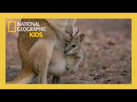 The Kangaroo Mob 🦘 | Out There with Jack Randall Full Episode | @natgeokids