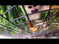 Squirrel Monkey At Lion Country Safari Gopro