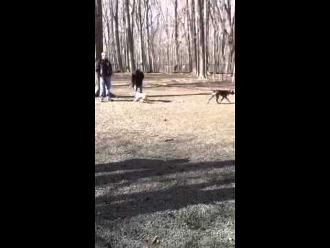 Molly, an adopted Plott Hound & Hound Mix in Rock Spring, GA_image-1