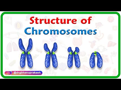 Structure of Chromosomes: Chromosome morphology & Karyotyping : USMLE Step 1