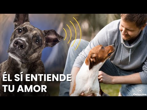 Miniatura sobre lo que piensa tu perro