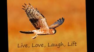 Love Shack Full of Dingbats