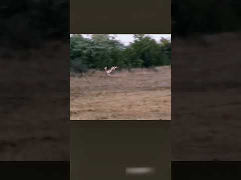 Leap like an antelope 羚羊这弹跳也太强 一般动物根本追不上 #animal【跟着图尔去旅行】