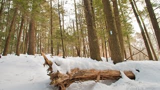 Cathedral Pines Preserve