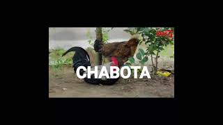 JEMAX - CHABOTA ( Video ) Starship Music