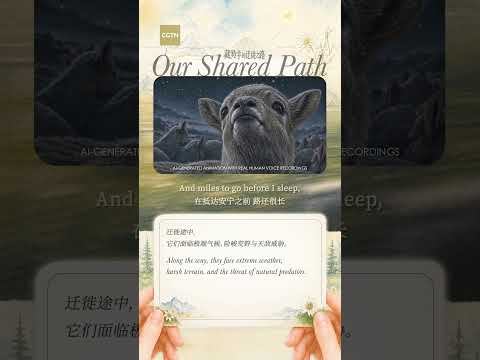 Our Shared Path: Where the world's highest railway meets the Tibetan antelope