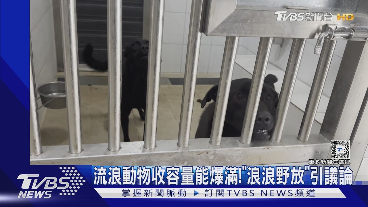 流浪動物收容量能爆滿! 「浪浪野放」引議論