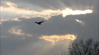 Michael W. Smith - Step By Step / Forever We Will Sing (&quot;Hallelujah!&quot;) HQ