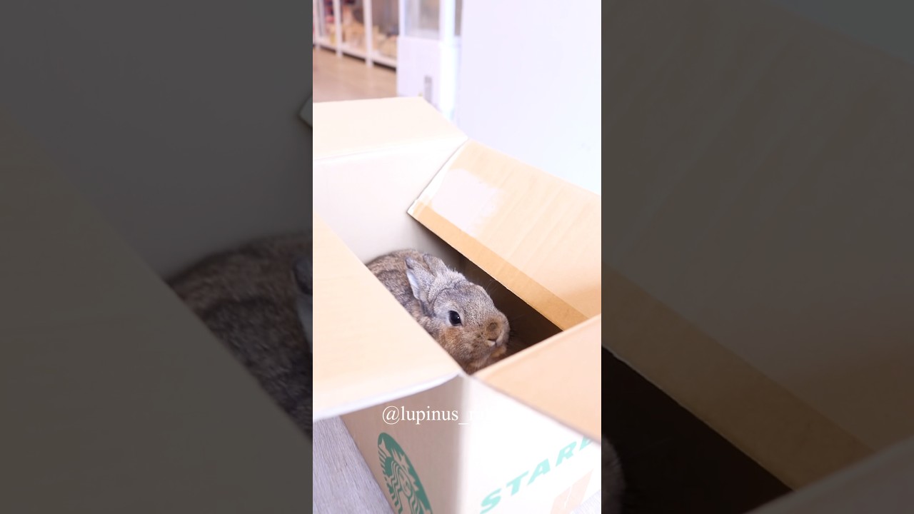 【スタバ】箱を開けたら想像と違いすぎた…絶対に連れて帰るしかない子♪