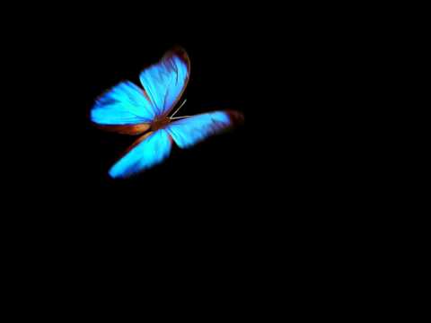 blue butterfly on black