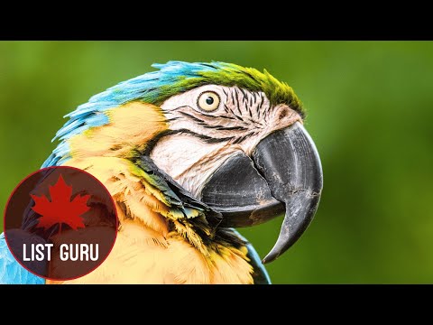 10 of the Most common Wild Animals in South America!