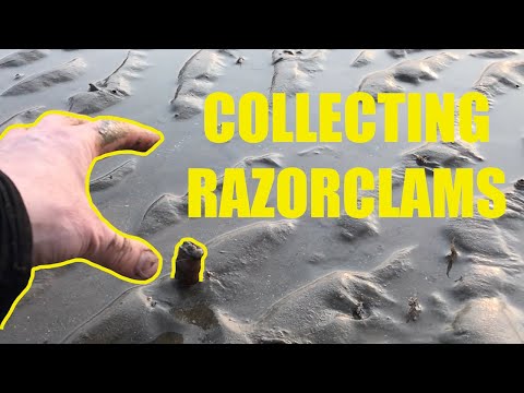 How to Catch Razor Clams Razor Fish Sight Hunting and Salt Method UK Sea Fishing and Bait Collecting