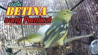 Download lagu sirtu betina pikat//sangat cocok untuk memancing birahi sirtu jantan yang malas bunyi. mp3