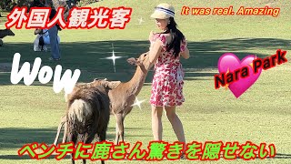 ベンチに鹿さん🦌驚きを隠せない外国人観光客🌿🫢NARA JAPAN | It was real. Amazing 🤩 | Nara Deer