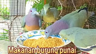 Download lagu makanan burung punai mp3 Download lagu makanan burung punai mp3