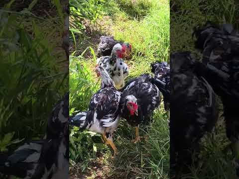 OVOS GALADOS GALINHA BALÃO TRADICIONAL #shorts #animals #galinhascaipiras #galinha