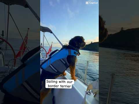 Sailing with our Border Terrier #shorts #sailing#adventures #carpediem