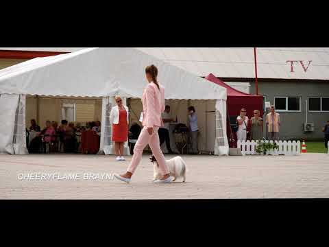 Tallinn Winner 2020 & Tallinna Võitja 2020 Luige