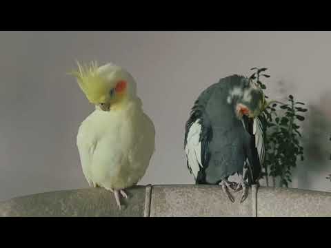 Cockatiel Sounds, Flock Calling, Cockatiel Singing and Parrot Chirping 10 HOURS
