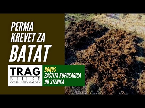BATAT - PERMA KREVET - ZAŠTITA KUPUSARICA OD STENICA (2022) [TRAG BILJKE]