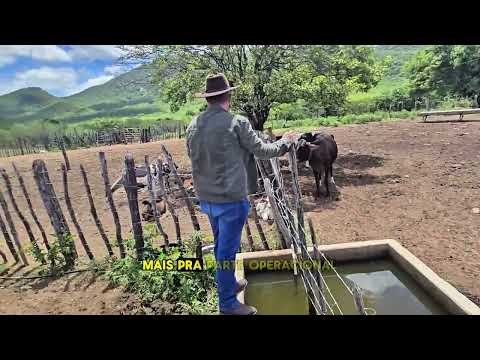 Fazenda Caiçara - Pombal PB, Medindo 2.000 hectares, Valor R$ 6.000.000,00 (seis milhões de reais)