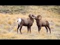 Lets Throw These Heads Big Fella Didn T Want No More