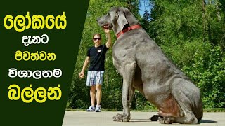 Biggest Dogs in the world  ලෝකයේ ලො�