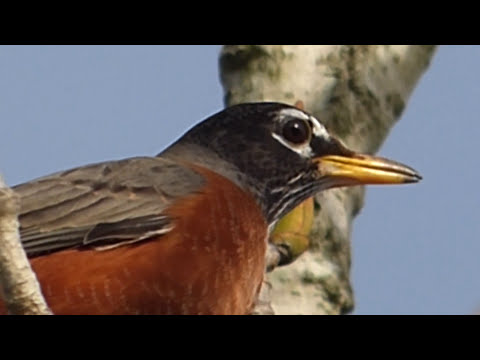 nature in my backyard episode 219 (HD)