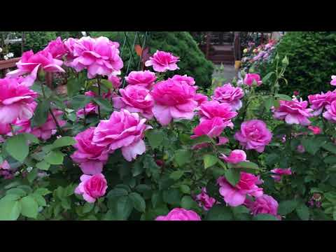 ‘Earth Song’ Grandiflora Rose