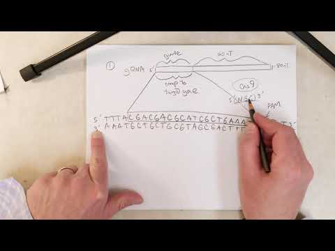 Genetics: L29-C, CRISPR: Gene editing with gRNAs (Recommend 1.5x Speed)