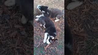 Alaskan Malamute Puppies Videos