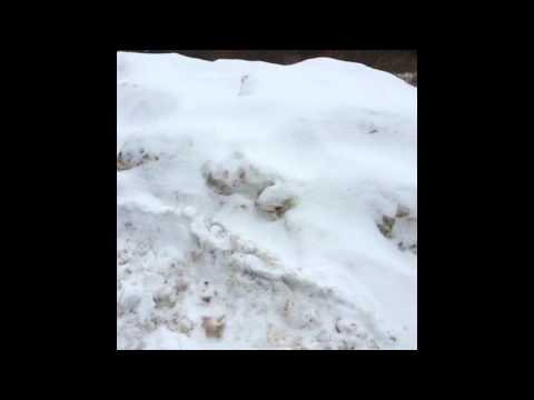 Best of National "Kick a Snowbank Week"