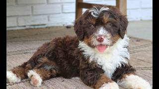 Video preview image #1 Bernedoodle (Miniature) Puppy For Sale in PARADISE, PA, USA
