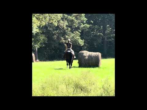 Wild Summer Dream, 2019 Friesian Sport Horse
