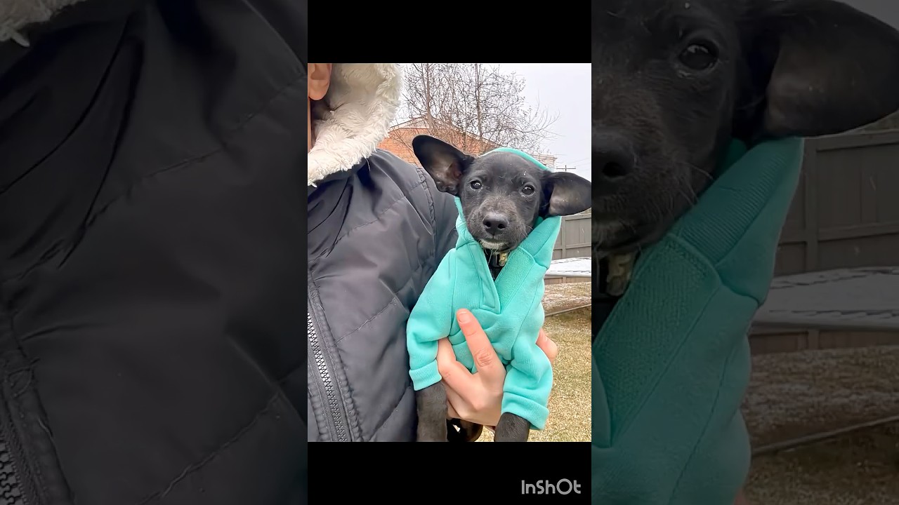 Enlarge Tom, a Adoptable mixed breed in Warrenton, VA video 3/6