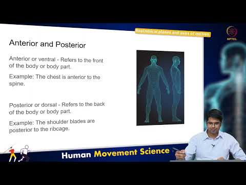 Anatomical planes and axes of motion